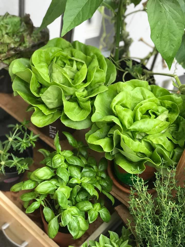 Vuon rau tuoi tot tren ban cong nho xiu 2,5m2 cua me Viet tai Phap-Hinh-3