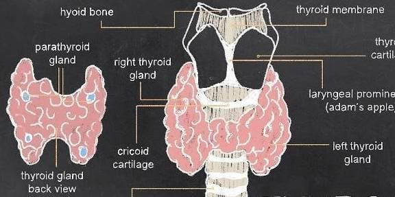 Phu nu mac benh tuyen giap co the xuat hien 4 dau hieu nay-Hinh-2