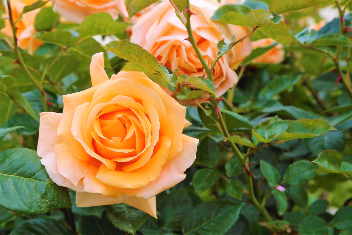 Tre co gio sinh nay, thong minh, tai nang, lon len thanh dat-Hinh-3