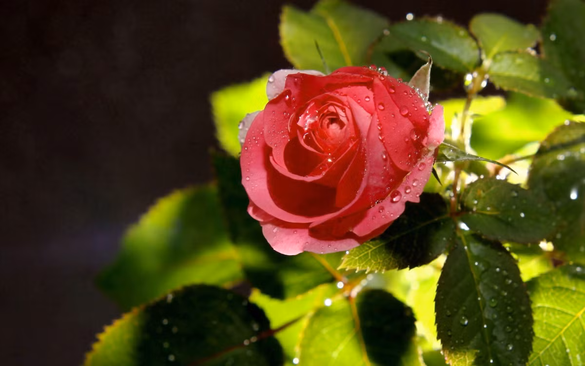 Sinh vao 5 ngay Am lich nay, khiem ton, lai tot bung-Hinh-3