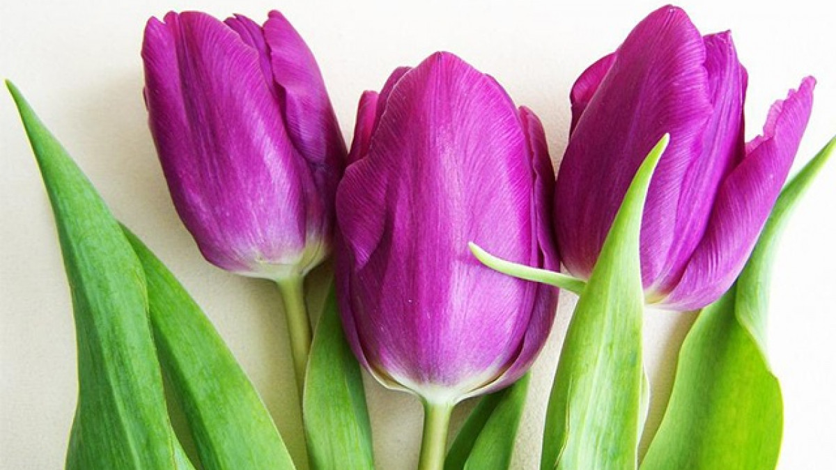 3 con giap ru bo van xui, vuong duong thang tien-Hinh-3