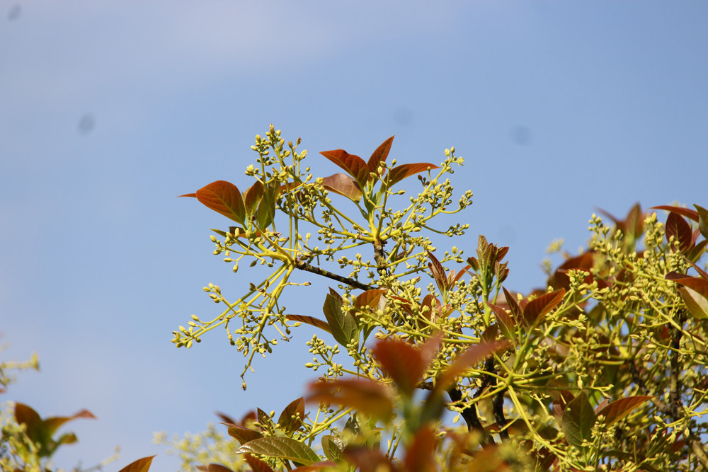 Mua hoa bo vang ruc nang