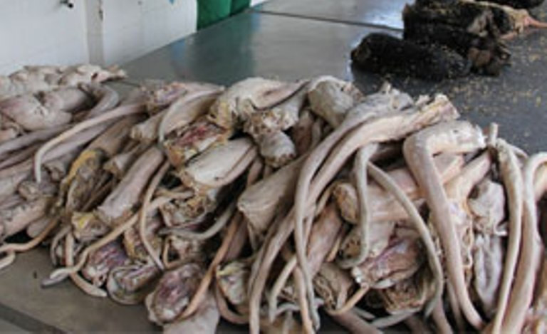 Hơn 700kg đuôi, chân trâu bò thối trong 11 thùng xốp "suýt" vào quán phở đã bị Trạm Thú y bắt giữ tiêu hủy Hơn 700kg đuôi, chân trâu bò thối trong 11 thùng xốp "suýt" vào quán phở đã bị Trạm Thú y bắt giữ tiêu hủy