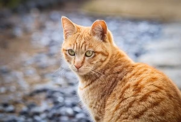 3 ngay toi, 4 con giap duoc Than Tai nang do, gia tu ngheo kho