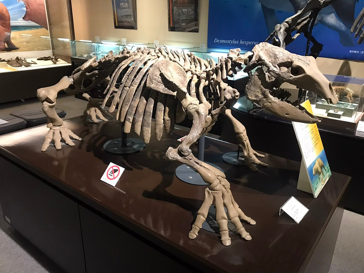 Ha ma khong lo co dai so huu nhung chiec rang sac nhu dao cao!-Hinh-3