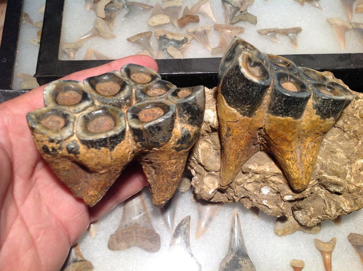 Ha ma khong lo co dai so huu nhung chiec rang sac nhu dao cao!-Hinh-5