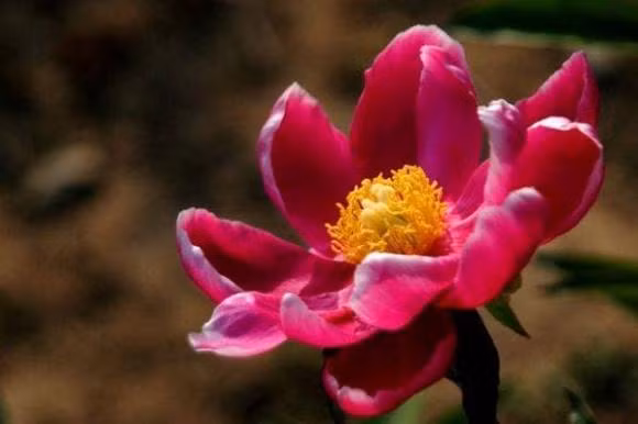 Tre sinh vao nhung ngay nay at co phuc khi, tuong lai xan lan-Hinh-2