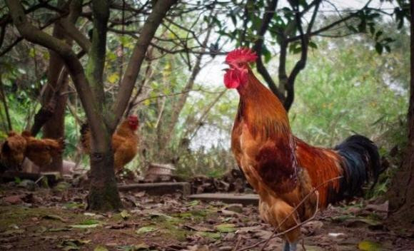 Tai sao ga mai bat chuoc tieng gay cua ga trong bi coi la 'diem du'?