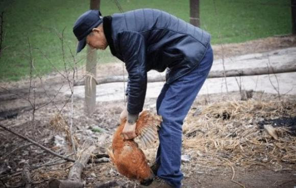 Tai sao ga mai bat chuoc tieng gay cua ga trong bi coi la 'diem du'?-Hinh-4