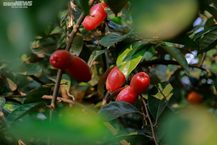 Năm nay thời tiết thuận lợi nên nhót được mùa, rất sai quả và đẹp. Tuy nhiên, theo người nông dân, năm nay giá nhót bán ra chẳng được bao nhiêu. Giá bán buôn tại vườn chỉ từ 10.000 - 25.000 đồng/kg. Trong khi đó, trên thị trường, người tiêu dùng vẫn phải mua với mức giá đắt gấp đôi, thậm chí có nơi còn "hét" trên dưới 100.000 đồng/kg.