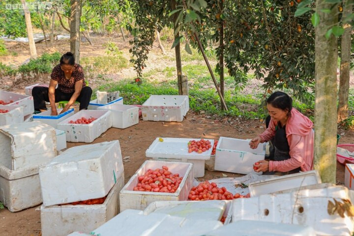 Theo các hộ dân trồng nhót tại đây, cây trồng 3 năm là cho quả, chất lượng quả lớn nhỏ, chua ngọt phụ thuộc nhiều vào thời tiết. Nếu nhót chín gặp mưa sẽ nhanh thối. Cây đủ nước đủ phân, sạch sâu bệnh thì quả sẽ to ngọt hơn.
