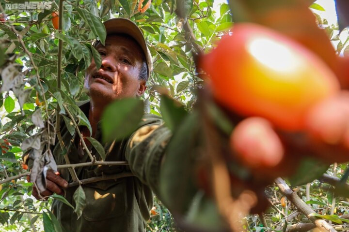 Là một chủ hộ trồng nhót tại Hoài Đức, ông Nguyễn Tiến Đương (59 tuổi) nói: “Vườn nhà tôi rộng hơn 6 sào, trồng khoảng 40 gốc nhót. Năm nay nhót được mùa, quả to, đẹp và rất ngọt, các hộ dân trồng nhót quanh đây đã thu hoạch và bán cho thương lái từ khoảng gần 10 ngày nay. Tuy được mùa nhưng giá thu mua của thương lái giảm nhiều so với năm ngoái”.