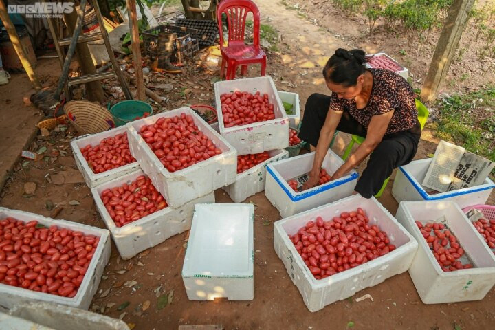 Nhót là một cây mang lại hiệu quả kinh tế cao, dễ chăm sóc. Nếu được mùa, người nông dân có thể thu về hàng trăm triệu đồng.