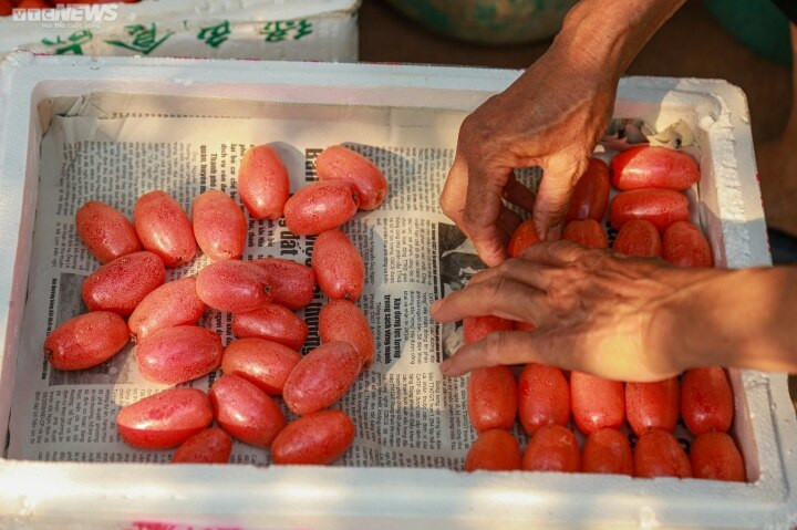 Nhót sau khi thu hoạch sẽ được lựa để chọn ra loại 1, loại 2 và để loại bỏ những quả xấu, quả chín quá.