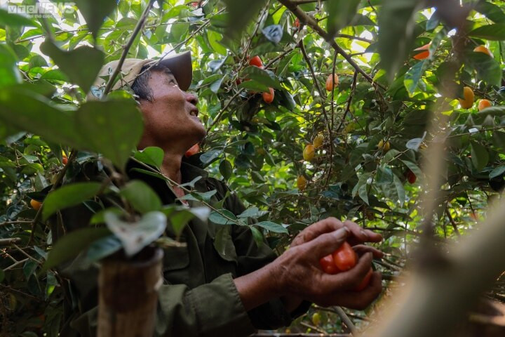 Thời điểm này, nhót chín đỏ rực, các chủ vườn tại Hoài Đức (Hà Nội) đang tất bật thu hái để kịp giao cho thương lái, tránh rơi rụng.