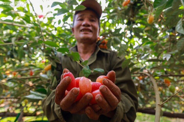 "Cụ thể, nhót loại 1 giá khoảng 25.000 đồng/kg, còn loại 2 dao động từ 10.000 - 20.000 đồng/kg. Năm ngoái, vào thời điểm này giá thu mua lên tới 30.000 đồng đến 50.000 đồng", ông Đương cho hay.