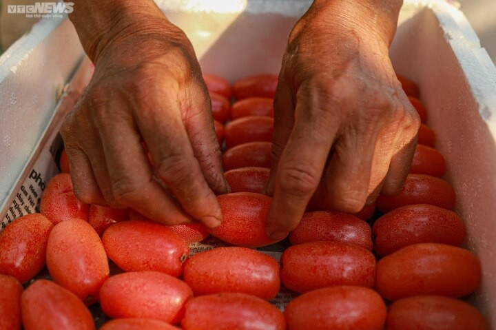 Nhót chín sẽ rất dễ dập, bẹp hỏng nhanh, vì vậy để tránh dập, nát khi vận chuyển, nhót sẽ được đặt để vào hộp xốp và xếp gọn gàng với trọng lượng 10kg/thùng.