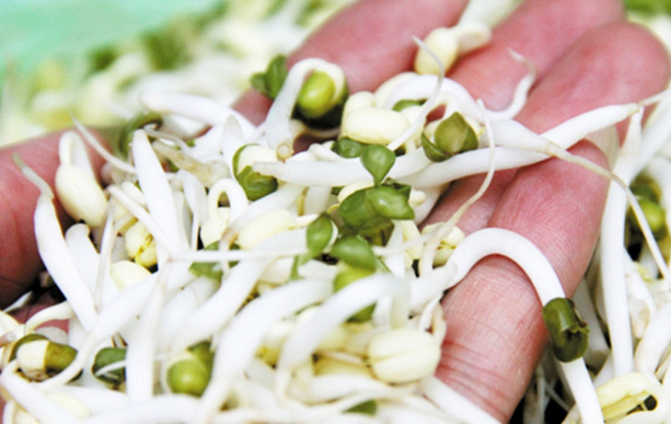 4 lưu ý cần tránh khi ăn giá đỗ 4 luu y can tranh khi an gia do