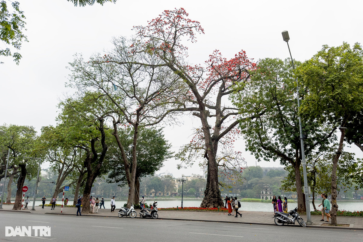Cây gạo cổ thụ ven bờ hồ Hoàn Kiếm cũng đang độ nở hoa rất đẹp, thời điểm này người yêu hoa thường xuyên tìm đến đây để chụp ảnh cùng hoa gạo.