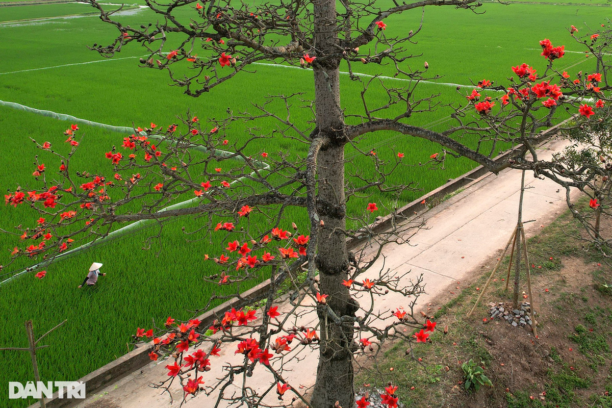 Màu sắc tương phản mạnh đem đến vẻ đẹp nổi bật cho vùng nông thôn ngoại thành Hà Nội. Hàng cây gạo thôn Đoan Nữ có khoảng 30 cây và thường nở cùng một thời điểm.