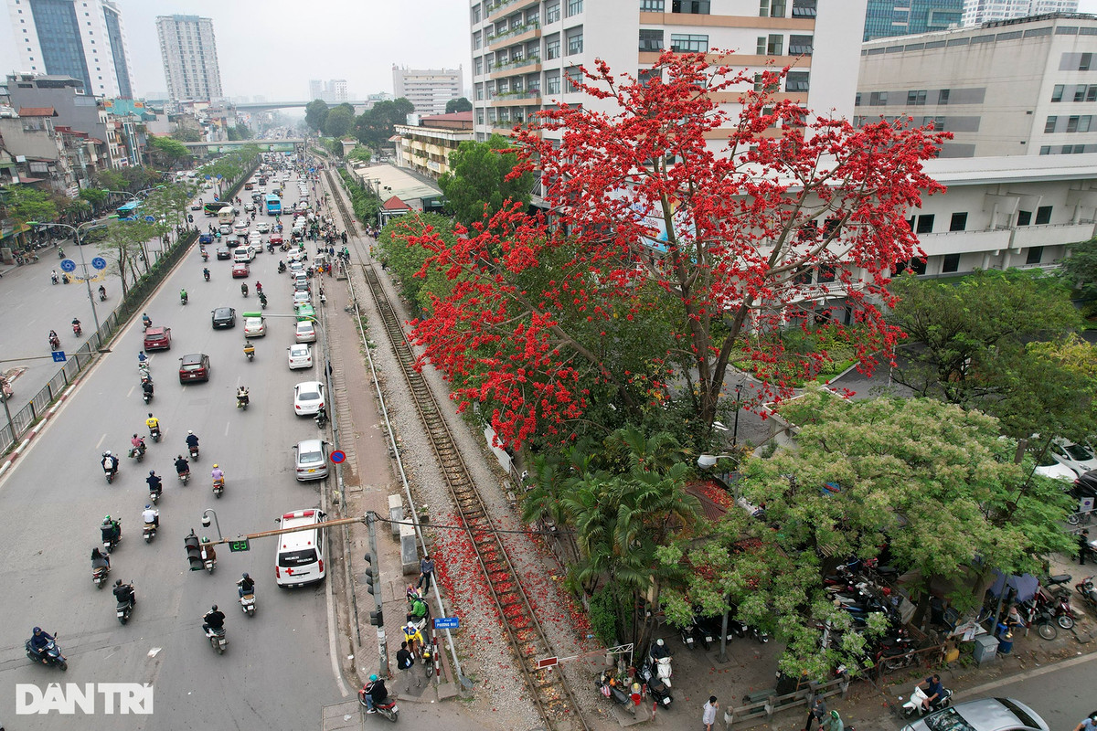 Ở nội thành Hà Nội, cây gạo trồng đơn lẻ, cao vút trên tầm các cây xung quanh. Trong ảnh là cây gạo ven đường tàu hỏa đường Giải Phóng nở hoa đỏ chói cả một góc trời.