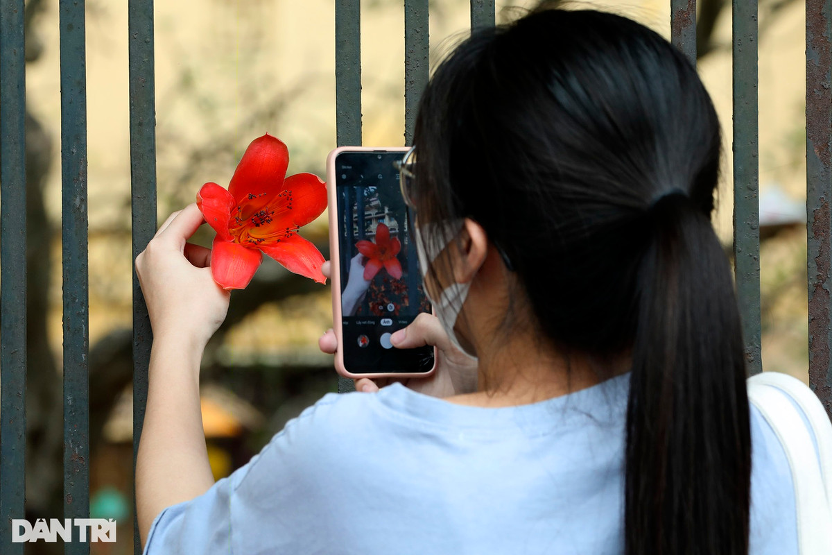 Cây hoa gạo là một biểu tượng của làng quê in sâu trong tâm trí rất nhiều người, dân gian có câu: "Bao giờ cho đến tháng ba/Hoa gạo rụng xuống bà già cất chăn".