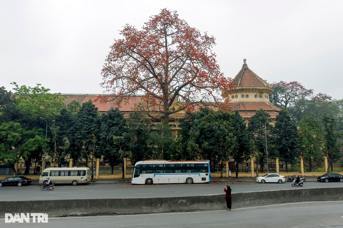 Cây gạo trong khuôn viên Bảo tàng Lịch sử Quốc gia. Khi hoa nở, nơi đây thu hút rất đông người dân đến chụp ảnh, trong khuôn viên có khá nhiều tiểu cảnh thôn dã phục vụ cho nhu cầu chụp ảnh.