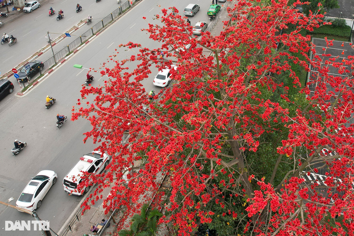 Cây gạo này khi hoa nở rộ gần như không nhìn thấy lá, từ xa đã rất nổi bật bởi màu đỏ chói lọi.