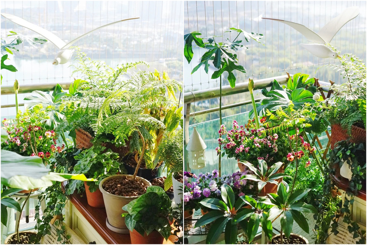 Mẹ đảm khéo biến 6m2 ban công thành khu vườn xanh mướt - Hình 5 Me dam kheo bien 6m2 ban cong thanh khu vuon xanh muot-Hinh-5