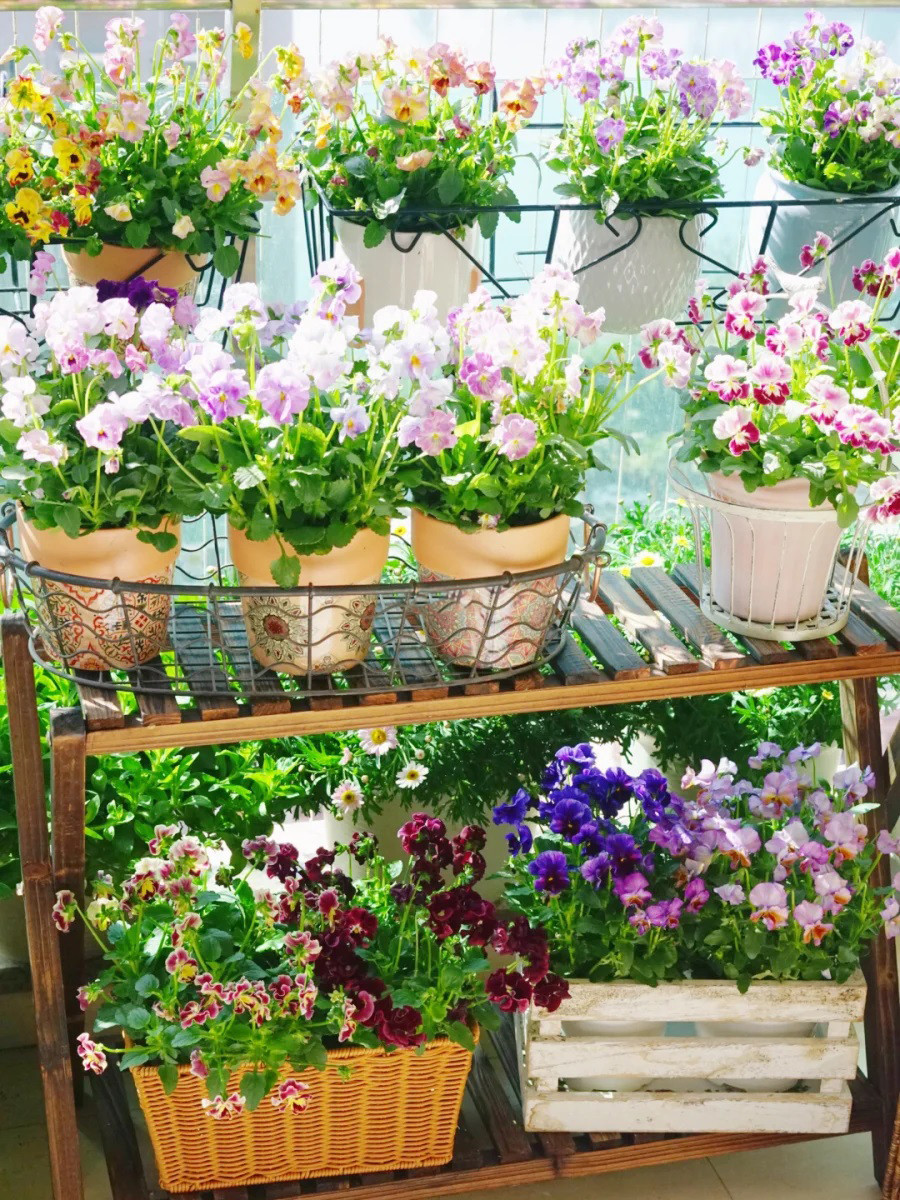 Mẹ đảm khéo biến 6m2 ban công thành khu vườn xanh mướt - Hình 3 Me dam kheo bien 6m2 ban cong thanh khu vuon xanh muot-Hinh-3