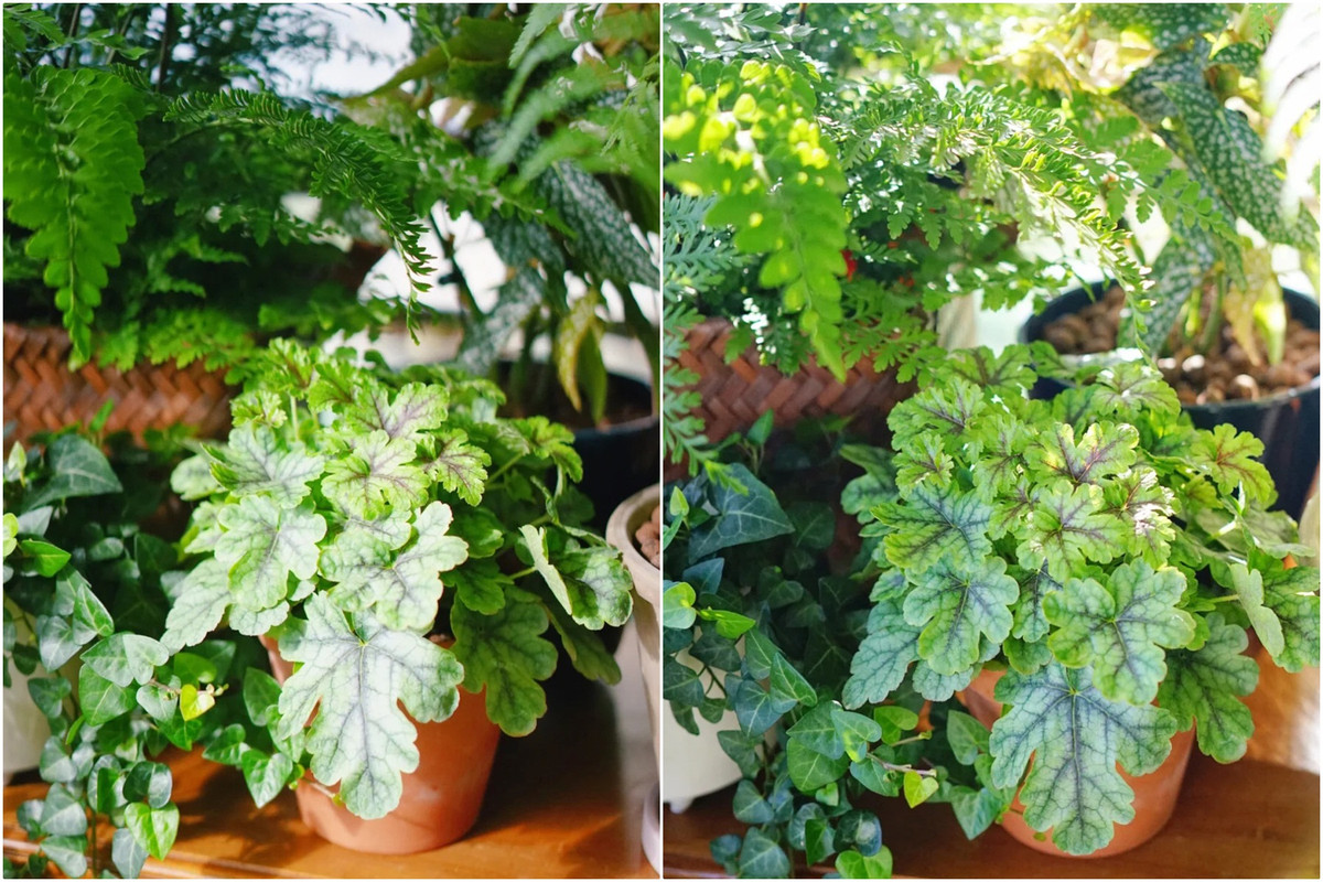 Mẹ đảm khéo biến 6m2 ban công thành khu vườn xanh mướt - Hình 6 Me dam kheo bien 6m2 ban cong thanh khu vuon xanh muot-Hinh-6