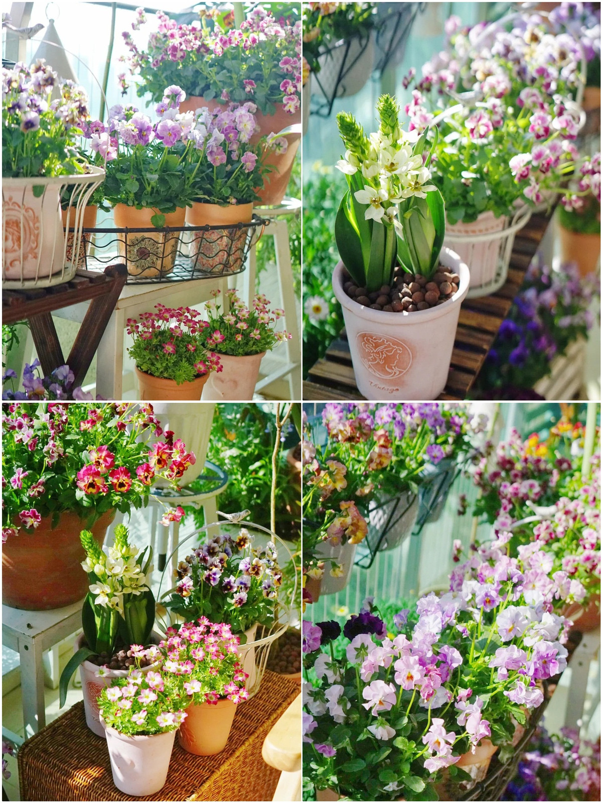 Mẹ đảm khéo biến 6m2 ban công thành khu vườn xanh mướt - Hình 4 Me dam kheo bien 6m2 ban cong thanh khu vuon xanh muot-Hinh-4