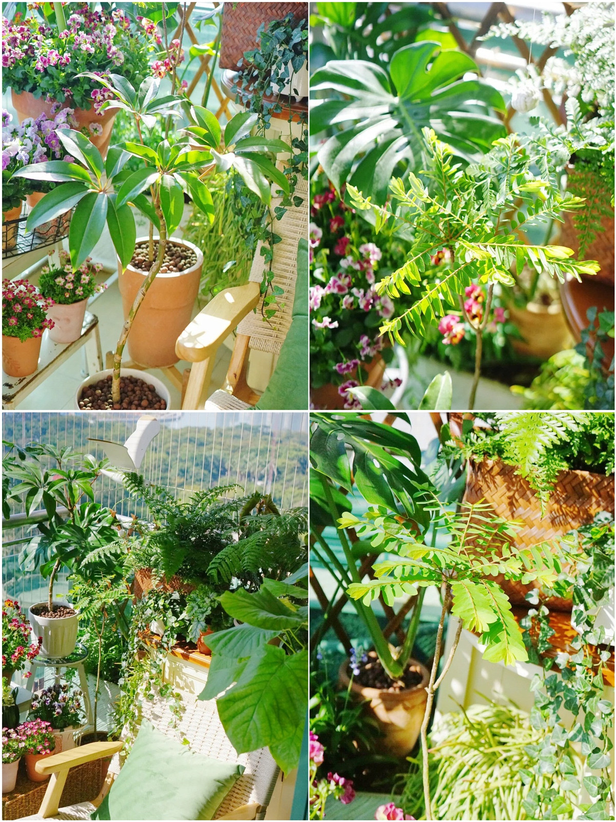 Mẹ đảm khéo biến 6m2 ban công thành khu vườn xanh mướt - Hình 2 Me dam kheo bien 6m2 ban cong thanh khu vuon xanh muot-Hinh-2