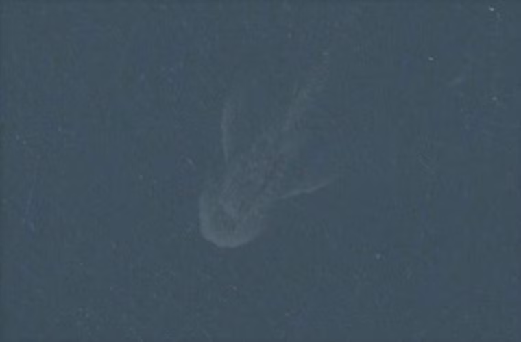 Apple Maps làm quái vật hồ Lochness lộ diện? Câu lạc bộ những người yêu thích Quái vật hồ Lochness khá choáng vàng khi thấy một sinh vật bí ẩn dài khoảng 30m xuất hiện. Tuy nhiên điều khiến người ta ngạc nhiên hơn là sinh vật kỳ bí này chỉ được nhìn thấy trên sơ đồ của Apple.