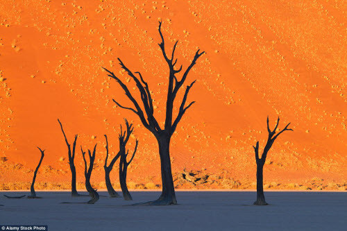 Cảnh tượng sa mạc Dead Vlei ở Namibia trong bức ảnh này trông giống như một bức tranh vẽ.