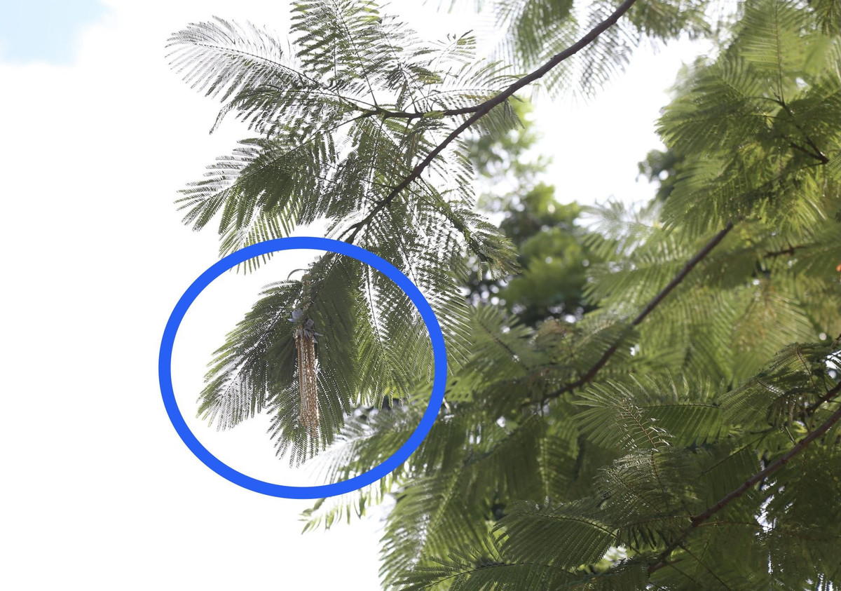 Nghi phạm cướp tiệm vàng ở Huế vứt vàng ra đường, dân đua nhau nhặt - Hình 3 Nghi pham cuop tiem vang o Hue vut vang ra duong, dan dua nhau nhat-Hinh-3