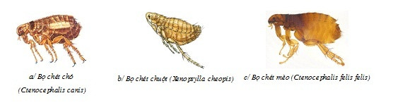 Thu pham gay ngua cho hang tram nguoi o Ha Tinh-Hinh-3