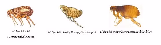 Thu pham gay ngua cho hang tram nguoi o Ha Tinh-Hinh-3