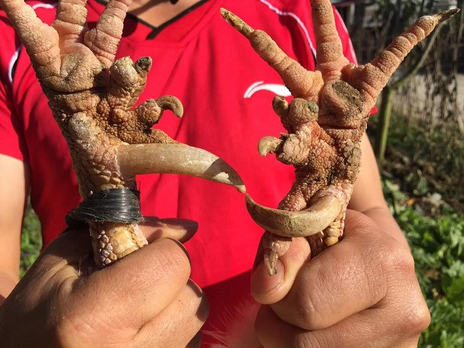 Nuoi loai ga dac san, 8x Phu Tho thu ve nua ty dong moi nam-Hinh-5