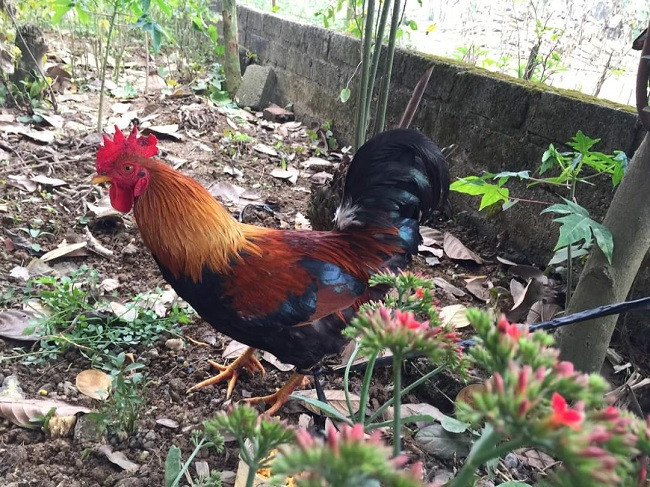 Nuoi loai ga dac san, 8x Phu Tho thu ve nua ty dong moi nam-Hinh-3