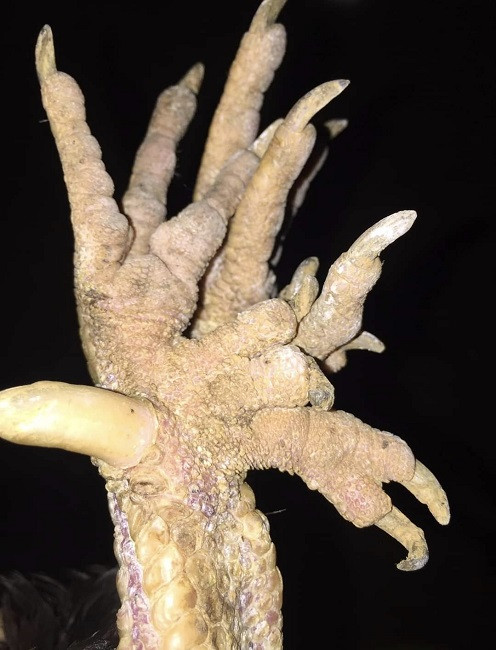 Nuoi loai ga dac san, 8x Phu Tho thu ve nua ty dong moi nam-Hinh-2