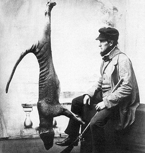  Hổ Tasmania (còn có tên gọi chó sói Tasmania) là loài ăn thịt có túi. Sinh vật này có nguồn gốc ở Australia, Tasmania. Con người tuyên bố loài này đã tuyệt chủng vào những năm 1930, sau một thế kỷ săn bắn nghiêm trọng được chính quyền khích lệ bằng tiền thưởng.