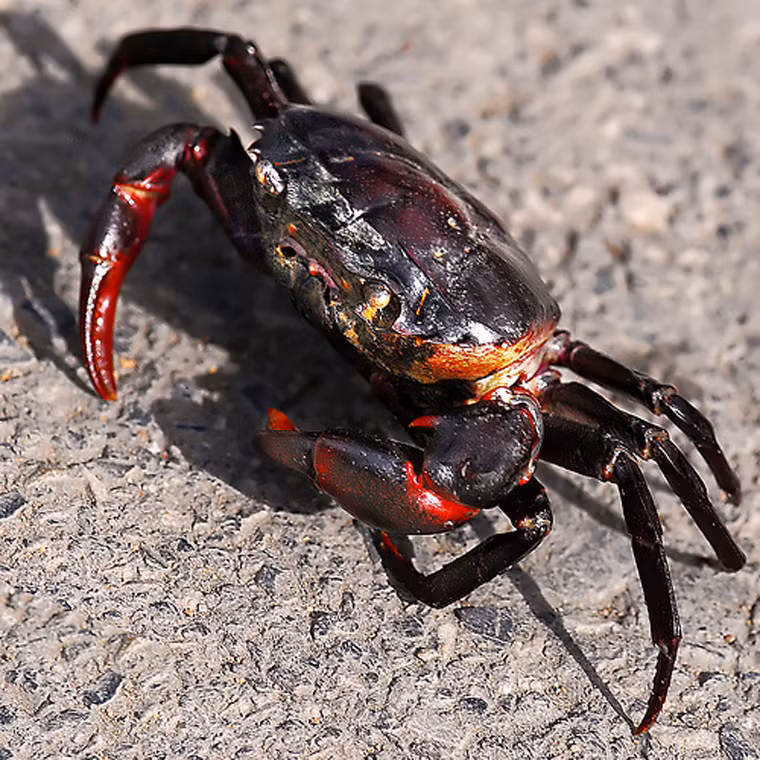 Cách chọn cua ngon. Chỉ cần quan sát cũng dễ dàng lựa chọn được những chú cua tươi ngon. Lúc này, nên chọn cua càng đều, cứng chắc, có mài màu xanh bóng, thường xuyên nhả bọt thay vì những chú cua chết bởi chúng dễ gây ngộ độc.