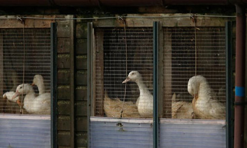 Vi rút cúm gia cầm được phát hiện tại Anh khá yếu, ít có khả năng lây lan mạnh.