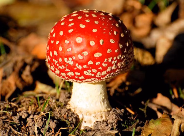 Nấm. Nấm là nguyên liệu nấu ăn phổ biến. Tuy nhiên, có nhiều loại nấm khác nhau và chúng có thể chứa độc tố gây tử vong. Chính vì vậy, nên mua nấm từ các nguồn đáng tin cậy. Tuyệt đối không nên tiếc rẻ loại nấm lạ thu lượm được trong tự nhiên.