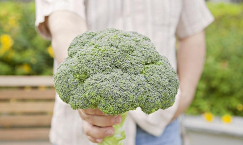 Lượng sulforaphane dồi dào trong súp lơ xanh có khả năng ngừa ung thư hiệu quả.