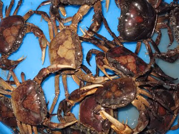 Bên cạnh đó, bạn cũng nên chọn những con cua cái vì thịt cua cái chắc, nhiều gạch. Thông thường, cua cái có yếm to trong khi cua đực yếm sẽ nhỏ hơn nhiều.