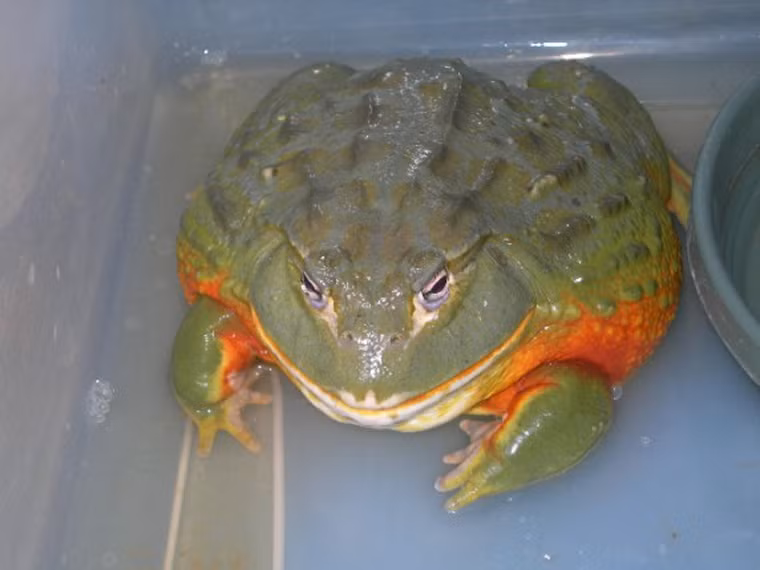 Ếch ương khổng lồ. Là một trong những đặc sản của vùng Nambia (châu Phi), món ăn có vị ngọt bùi, beo béo, xương giòn rụm và thơm ngon tuyệt đỉnh. Tuy nhiên, chỉ những người bạo gan mới dám thưởng thức món này bởi chúng chứa độc tố có khả năng ảnh hưởng nghiêm trọng đến chức năng thận.