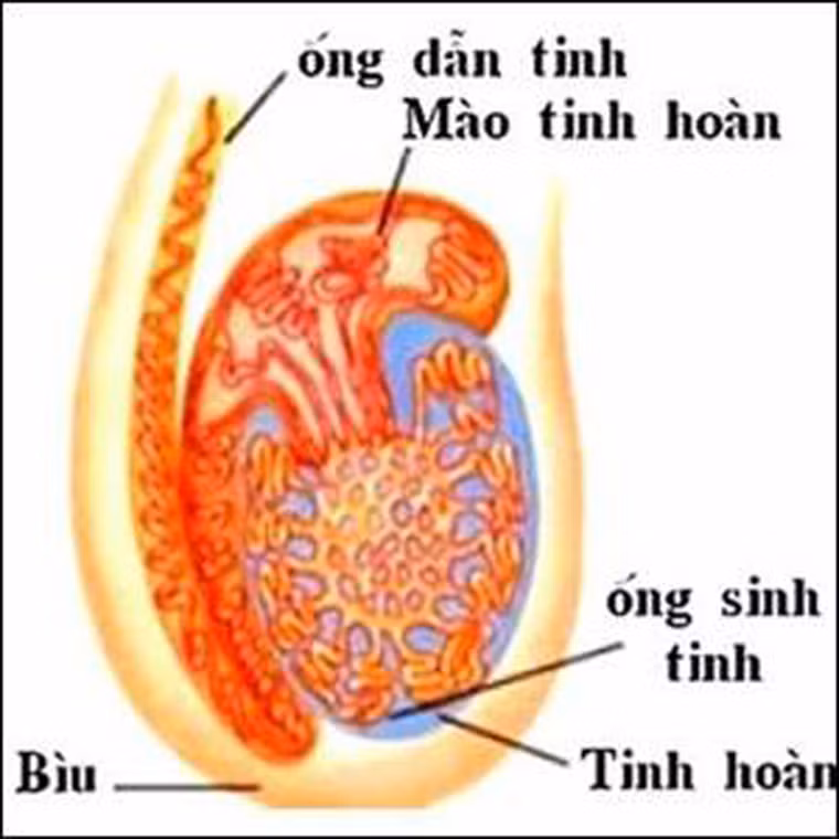 Thắt ống dẫn tinh gây ung thư tuyến tiền liệt. Thực tế, không có bất kỳ mối liên hệ nào giữa thắt ống dẫn tinh và ung thư tuyến tiền liệt. Sự hiểu lầm này bắt nguồn từ việc người thắt ống dẫn tinh thường được theo dõi sức khỏe, thăm khám thường xuyên. Từ đó, dễ dàng phát hiện bệnh.
