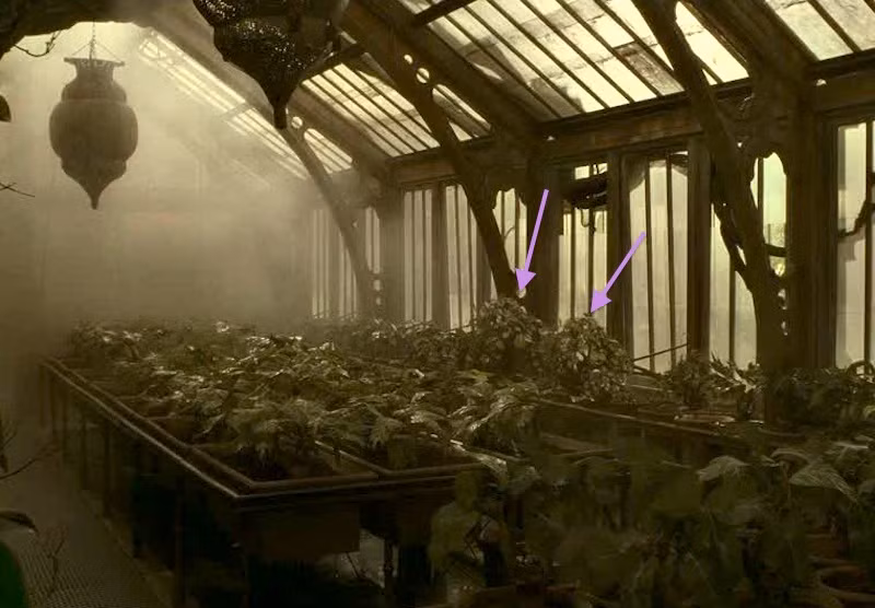 Lớp học Thảo dược với cây râu độc có gai nhọn, răng và dây leo để bắt mồi.